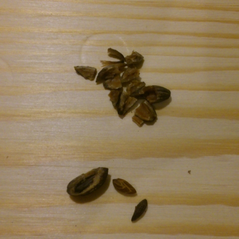 Cracked olive seeds