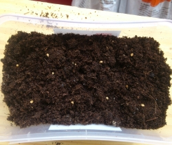 mulberry seeds in soil
