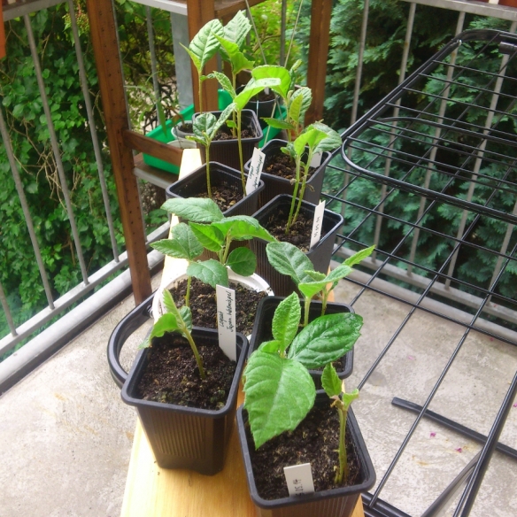 loquat seedlings